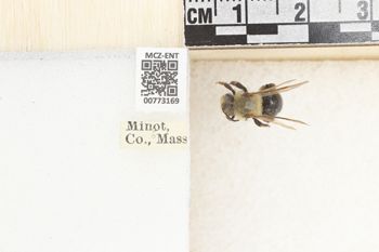 Media type: image;   Entomology 773169 Aspect: Labels